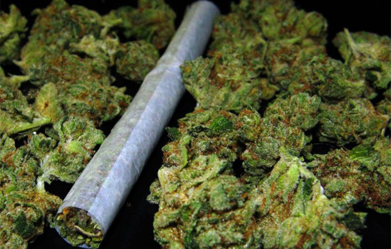 ¿Que es lo que se fuma de la planta de la marihuana?